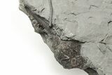 Plate of Silurian Cystoid (Caryocrinites) Fossils - New York #232153-5